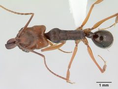 Odontomachus ruginodis iccdrs0013038 dorsal 1 by Erin Prado. Used under a CC BY 4.0 license.