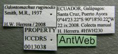Odontomachus ruginodis iccdrs0013038 label 1 by Michele Esposito. Used under a CC BY 4.0 license.