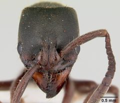 Pachycondyla harpax casent0178183 head 1 by April Nobile. Used under a CC BY 4.0 license.