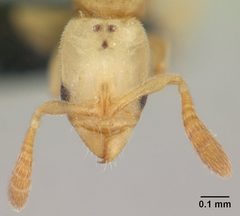 Ponera exotica casent0132499 head 1 by Erin Prado. Used under a CC BY 4.0 license.