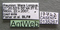 Ponera exotica casent0135267 label 1 by Michele Esposito. Used under a CC BY 4.0 license.