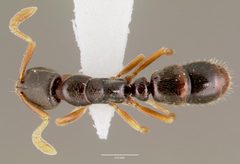 Ponera pennsylvanica casent0003322 dorsal 1 by wikipedia. Used under a CC BY 4.0 license.