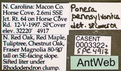 Ponera pennsylvanica casent0003322 label 1 by April Nobile. Used under a CC BY 4.0 license.