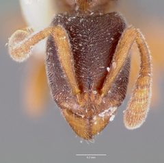 Ponera pennsylvanica casent0006626 head 1 by wikipedia. Used under a CC BY 4.0 license.