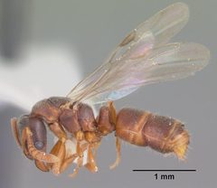 Ponera pennsylvanica casent0103885 profile 2 by April Nobile. Used under a CC BY 4.0 license.