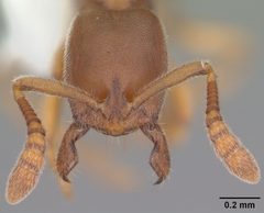 Ponera pennsylvanica casent0103897 head 1 by April Nobile. Used under a CC BY 4.0 license.