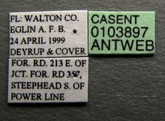 Ponera pennsylvanica casent0103897 label 1 by April Nobile. Used under a CC BY 4.0 license.