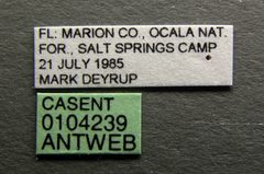 Ponera pennsylvanica casent0104239 label 1 by April Nobile. Used under a CC BY 4.0 license.