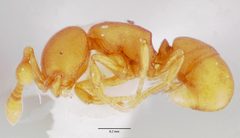 Discothyrea testacea casent0006058 profile 1 by wikipedia. Used under a CC BY 4.0 license.