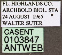 Discothyrea testacea casent0103847 label 1 by April Nobile. Used under a CC BY 4.0 license.