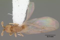 Discothyrea testacea casent0103848 dorsal 1 by April Nobile. Used under a CC BY 4.0 license.