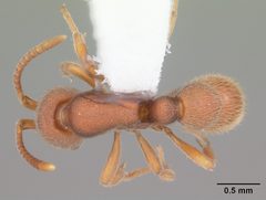 Proceratium chickasaw casent0104435 dorsal 1 by April Nobile. Used under a CC BY 4.0 license.
