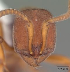 Proceratium chickasaw casent0104435 head 1 by April Nobile. Used under a CC BY 4.0 license.