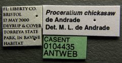 Proceratium chickasaw casent0104435 label 1 by April Nobile. Used under a CC BY 4.0 license.
