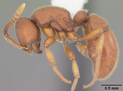 Proceratium chickasaw casent0104435 profile 1 by April Nobile. Used under a CC BY 4.0 license.