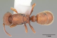 Proceratium croceum casent0104440 dorsal 1 by April Nobile. Used under a CC BY 4.0 license.