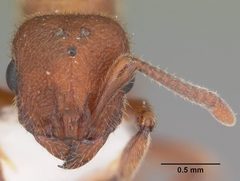 Proceratium croceum casent0104440 head 1 by April Nobile. Used under a CC BY 4.0 license.