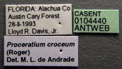Proceratium croceum casent0104440 label 1 by April Nobile. Used under a CC BY 4.0 license.