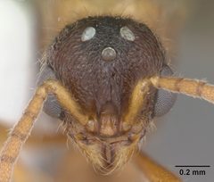 Proceratium croceum casent0104441 head 1 by April Nobile. Used under a CC BY 4.0 license.