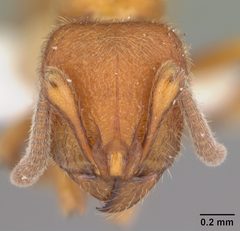 Proceratium croceum casent0104442 head 1 by April Nobile. Used under a CC BY 4.0 license.