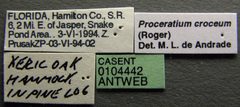 Proceratium croceum casent0104442 label 1 by April Nobile. Used under a CC BY 4.0 license.