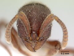 Proceratium mexicanum casent0604189 head 1 by April Nobile. Used under a CC BY 4.0 license.