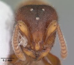 Proceratium silaceum casent0103844 head 1 by April Nobile. Used under a CC BY 4.0 license.