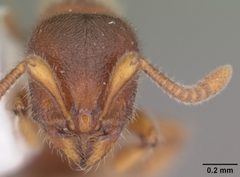 Proceratium silaceum casent0104234 head 1 by April Nobile. Used under a CC BY 4.0 license.