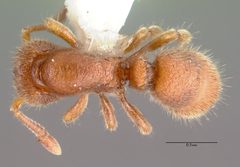 Proceratium silaceum psw7415-1 dorsal 1 by wikipedia. Used under a CC BY 4.0 license.