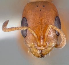 Pseudomyrmex apache casent0005440 head 1 by wikipedia. Used under a CC BY 4.0 license.