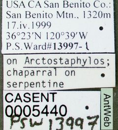 Pseudomyrmex apache casent0005440 label 1 by April Nobile. Used under a CC BY 4.0 license.