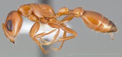 Pseudomyrmex apache casent0005440 profile 1 by wikipedia. Used under a CC BY 4.0 license.