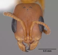 Pseudomyrmex apache casent0102906 head 1 by Jen Fogarty. Used under a CC BY 4.0 license.