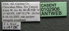 Pseudomyrmex apache casent0102906 label 1 by Jen Fogarty. Used under a CC BY 4.0 license.