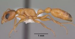Pseudomyrmex apache casent0102906 profile 1 by Jen Fogarty. Used under a CC BY 4.0 license.