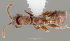 Pseudomyrmex caeciliae casent0005869 dorsal 1 by wikipedia. Used under a CC BY 4.0 license.