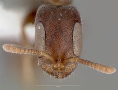 Pseudomyrmex caeciliae casent0005869 head 1 by wikipedia. Used under a CC BY 4.0 license.