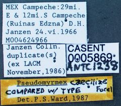 Pseudomyrmex caeciliae casent0005869 label 1 by wikipedia. Used under a CC BY 4.0 license.