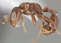 Pseudomyrmex caeciliae casent0005869 profile 1 by wikipedia. Used under a CC BY 4.0 license.