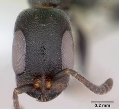 Pseudomyrmex caeciliae casent0103315 head 1 by April Nobile. Used under a CC BY 4.0 license.