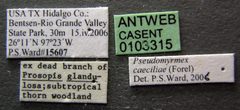 Pseudomyrmex caeciliae casent0103315 label 1 by April Nobile. Used under a CC BY 4.0 license.
