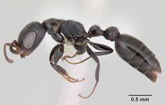 Pseudomyrmex caeciliae casent0103315 profile 1 by April Nobile. Used under a CC BY 4.0 license.