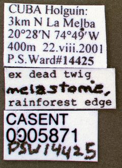 Pseudomyrmex cubaensis casent0005871 label 1 by wikipedia. Used under a CC BY 4.0 license.