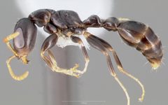 Pseudomyrmex cubaensis casent0005871 profile 1 by wikipedia. Used under a CC BY 4.0 license.