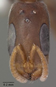 Pseudomyrmex cubaensis casent0103778 head 1 by April Nobile. Used under a CC BY 4.0 license.