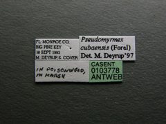 Pseudomyrmex cubaensis casent0103778 label 1 by April Nobile. Used under a CC BY 4.0 license.