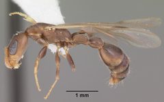 Pseudomyrmex cubaensis casent0103778 profile 2 by April Nobile. Used under a CC BY 4.0 license.