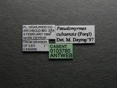 Pseudomyrmex cubaensis casent0103780 label 1 by April Nobile. Used under a CC BY 4.0 license.