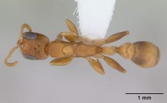 Pseudomyrmex cubaensis casent0173759 dorsal 1 by April Nobile. Used under a CC BY 4.0 license.