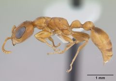Pseudomyrmex cubaensis casent0173759 profile 1 by April Nobile. Used under a CC BY 4.0 license.